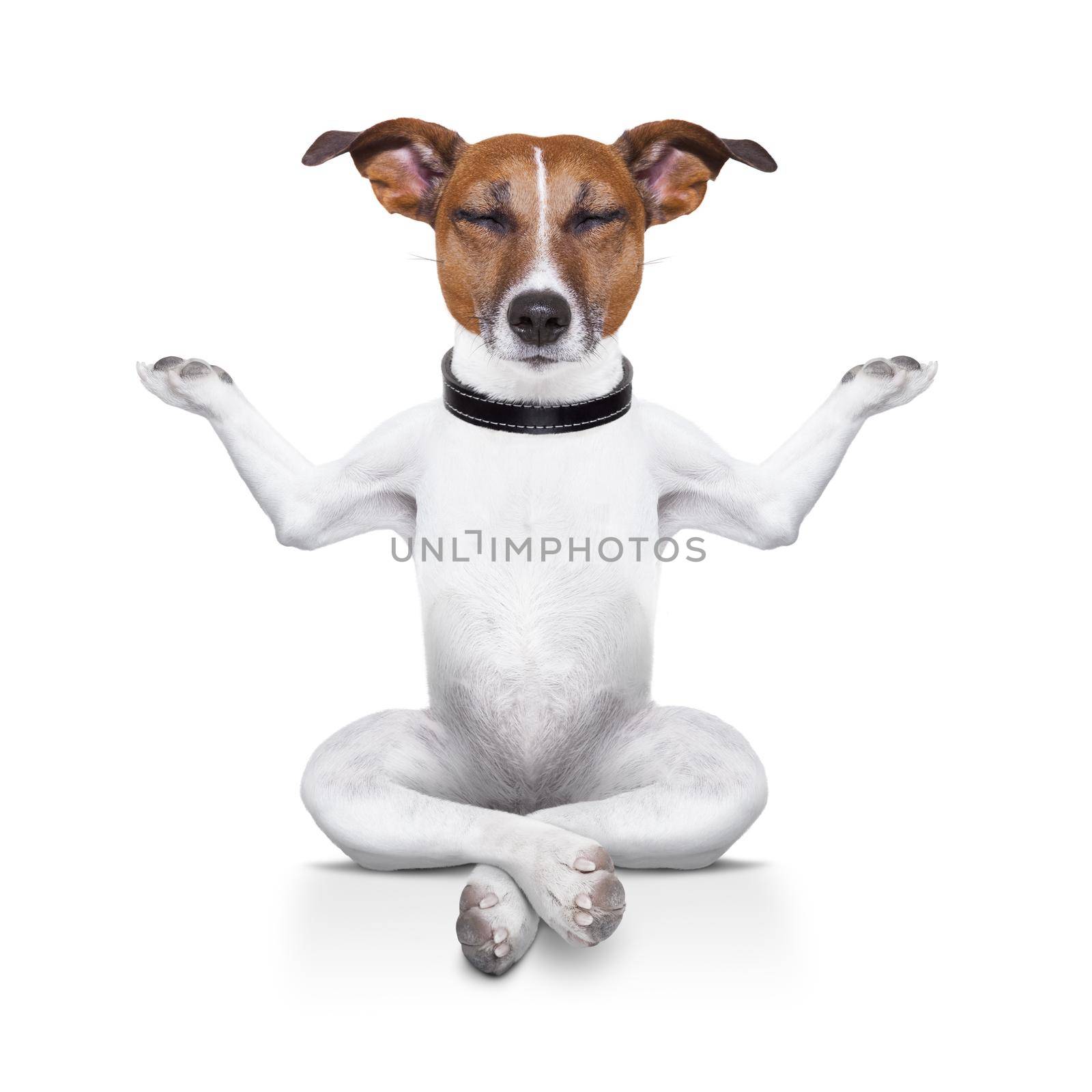 yoga dog sitting relaxed with closed eyes