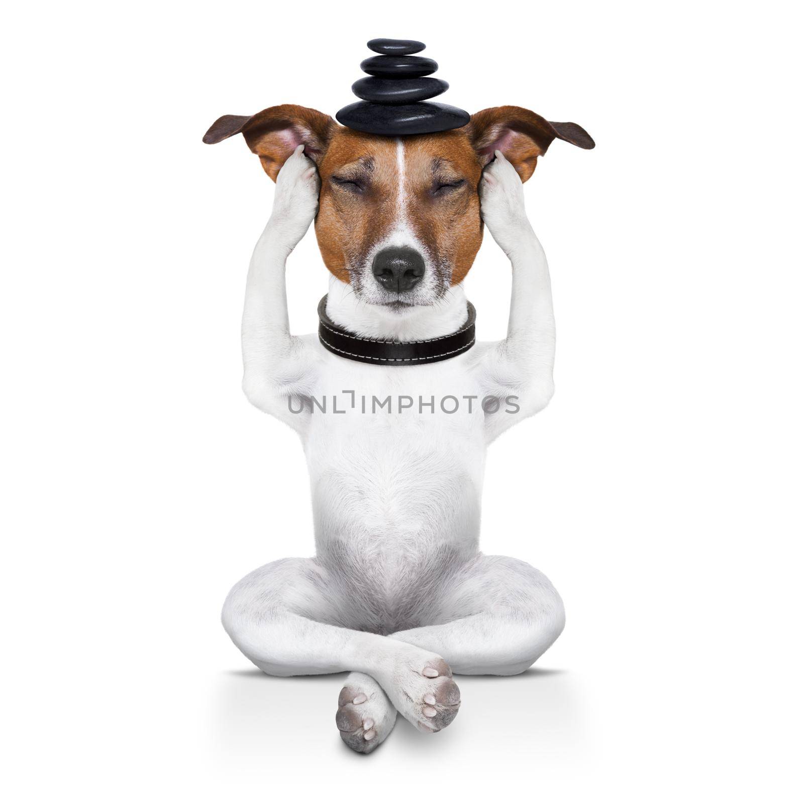 yoga dog sitting relaxed with closed eyes thinking deeply