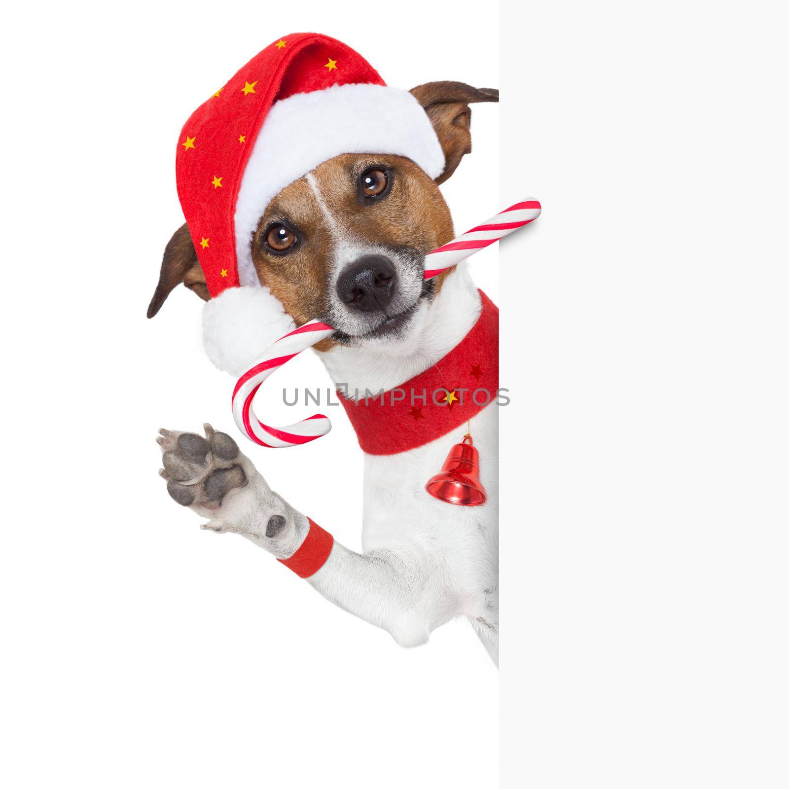christmas dog as santa behind placard with sugar candy cane