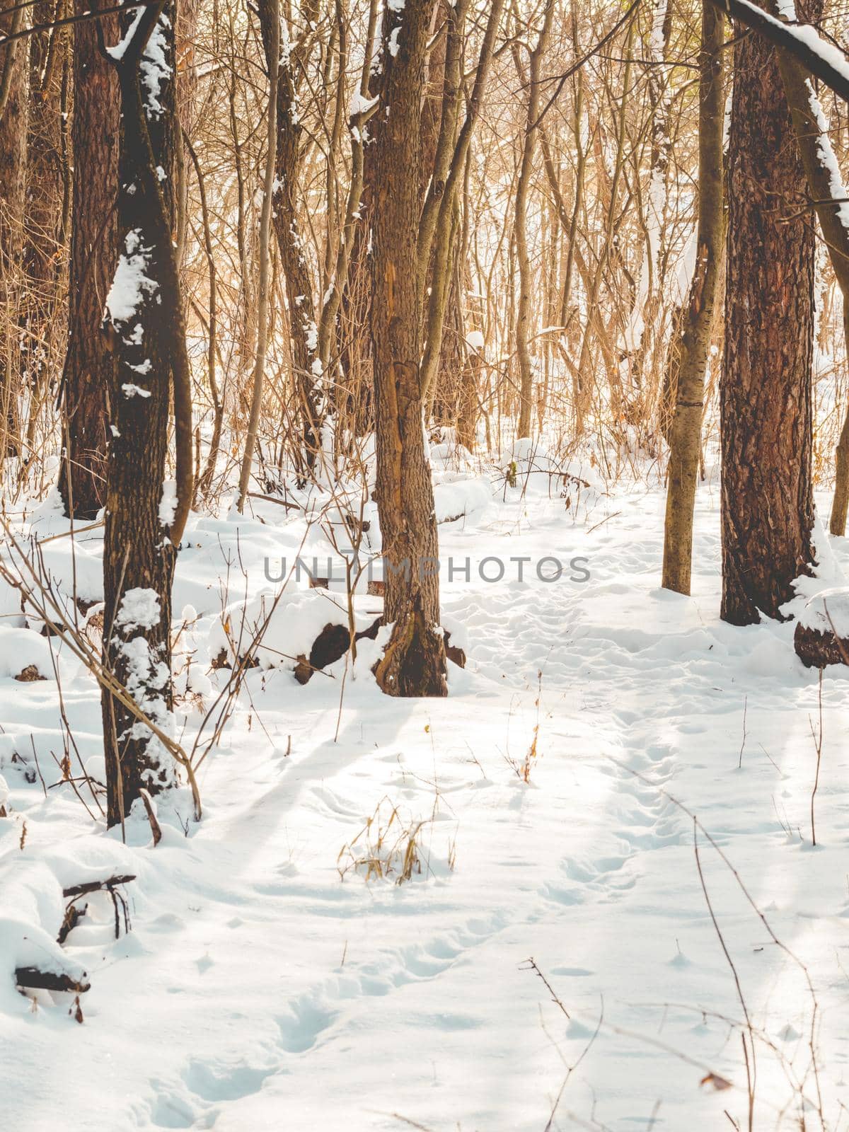 Winter walking path in forest. Snowy weather in wood at sunny day. Pine trees after snowfall. Natural background.