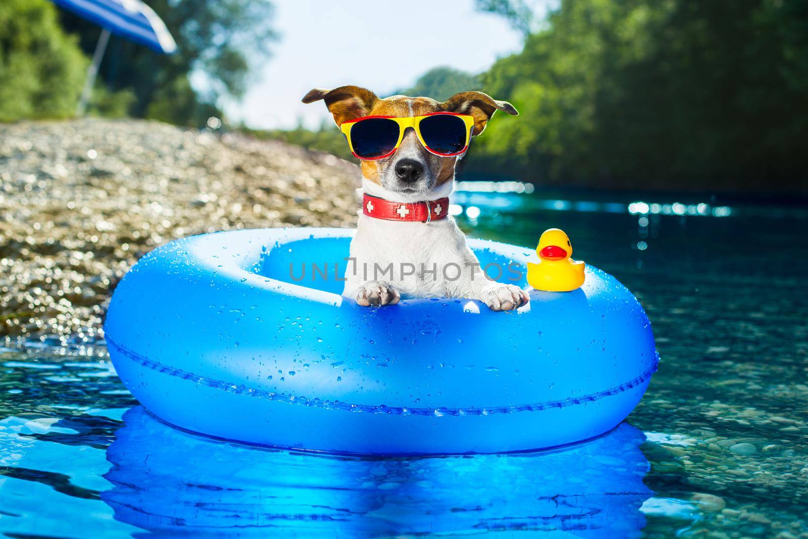 dog on  blue air mattress  in water refreshing