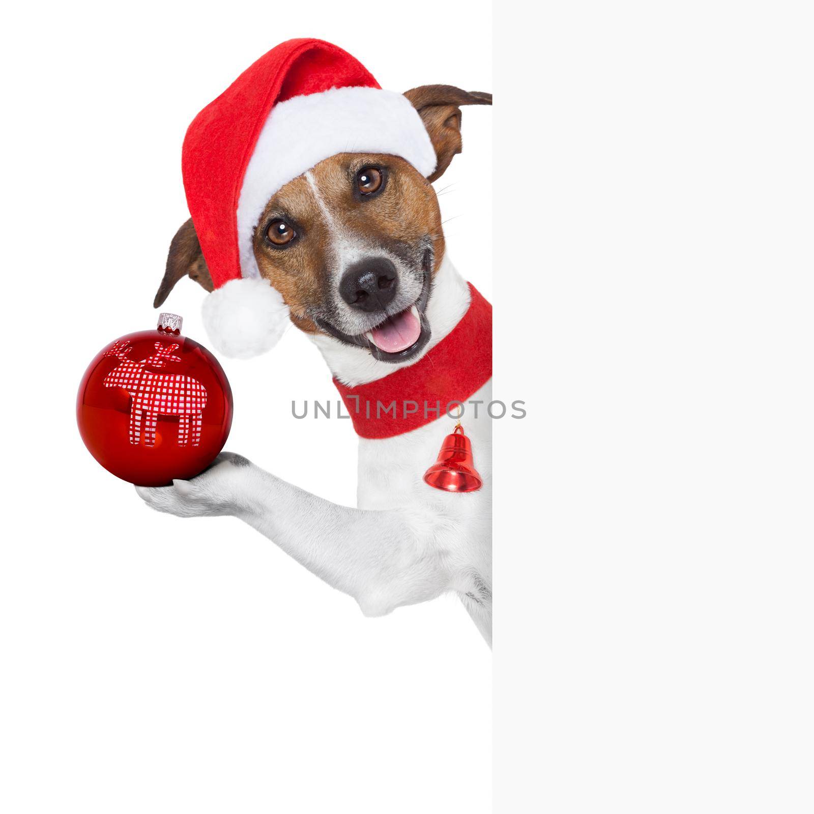 christmas dog as santa behind placard with a big red christmas ball