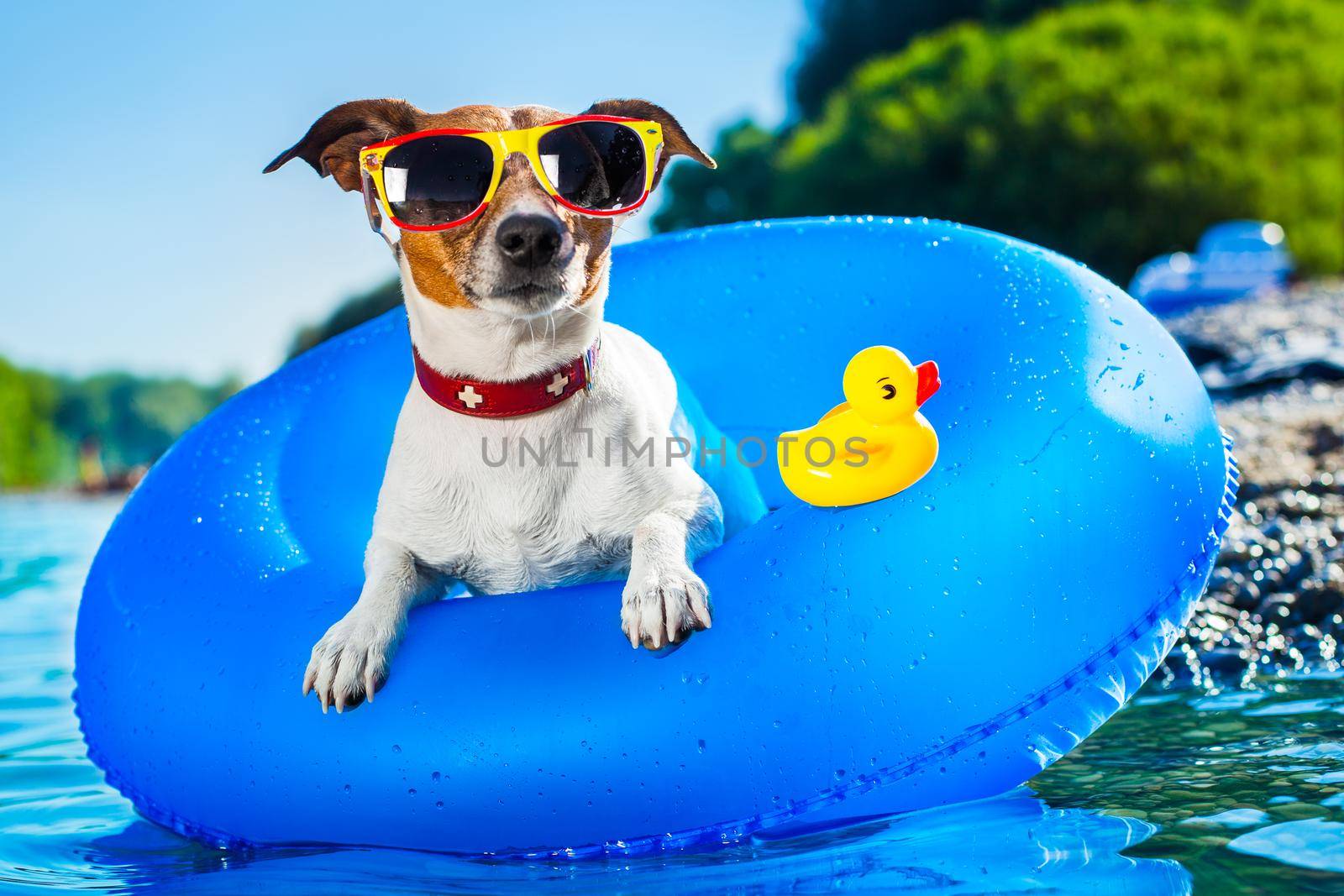 dog on  blue air mattress  in refreshing  water