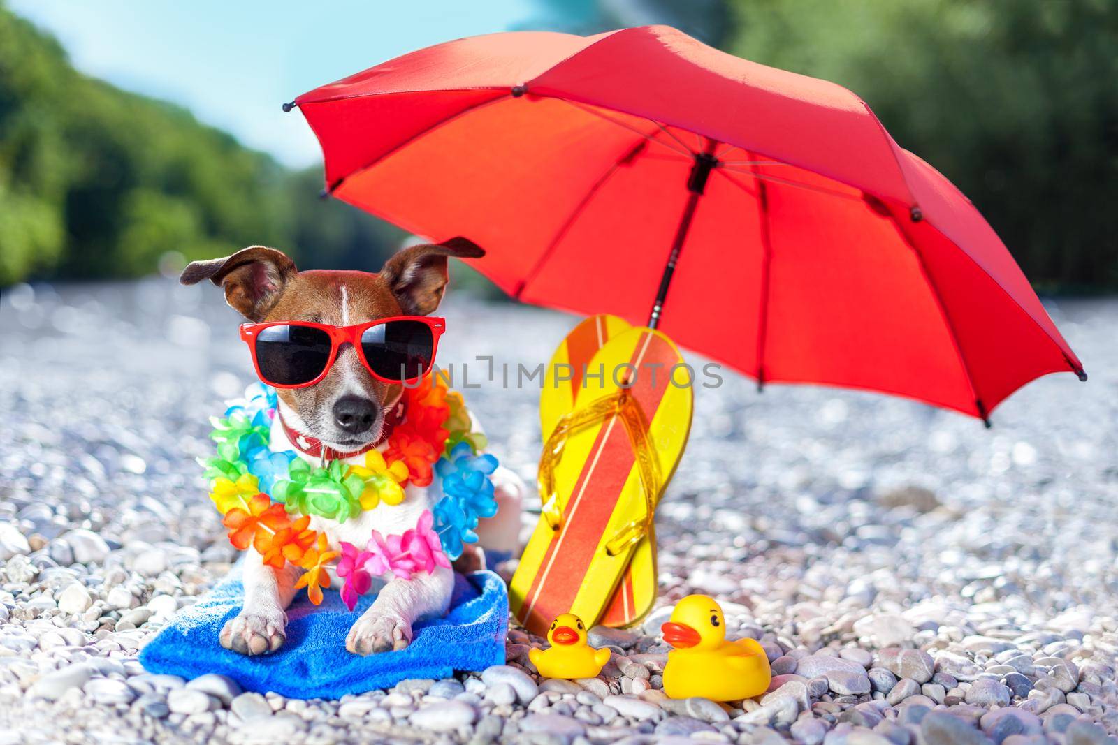 dog under umbrella at beach with yellow rubber ducks