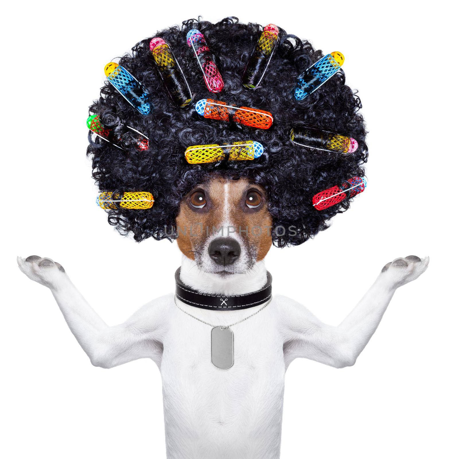 afro look dog with very big curly black hair and hair rollers