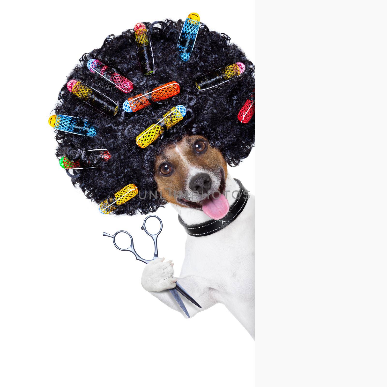 hairdresser  scissors  dog beside white banner with hair rollers