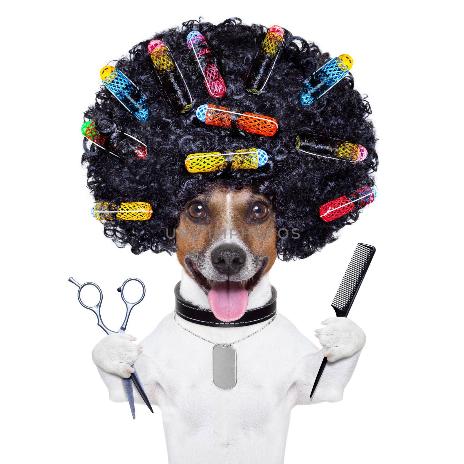 hairdresser   dog with curlers by Brosch