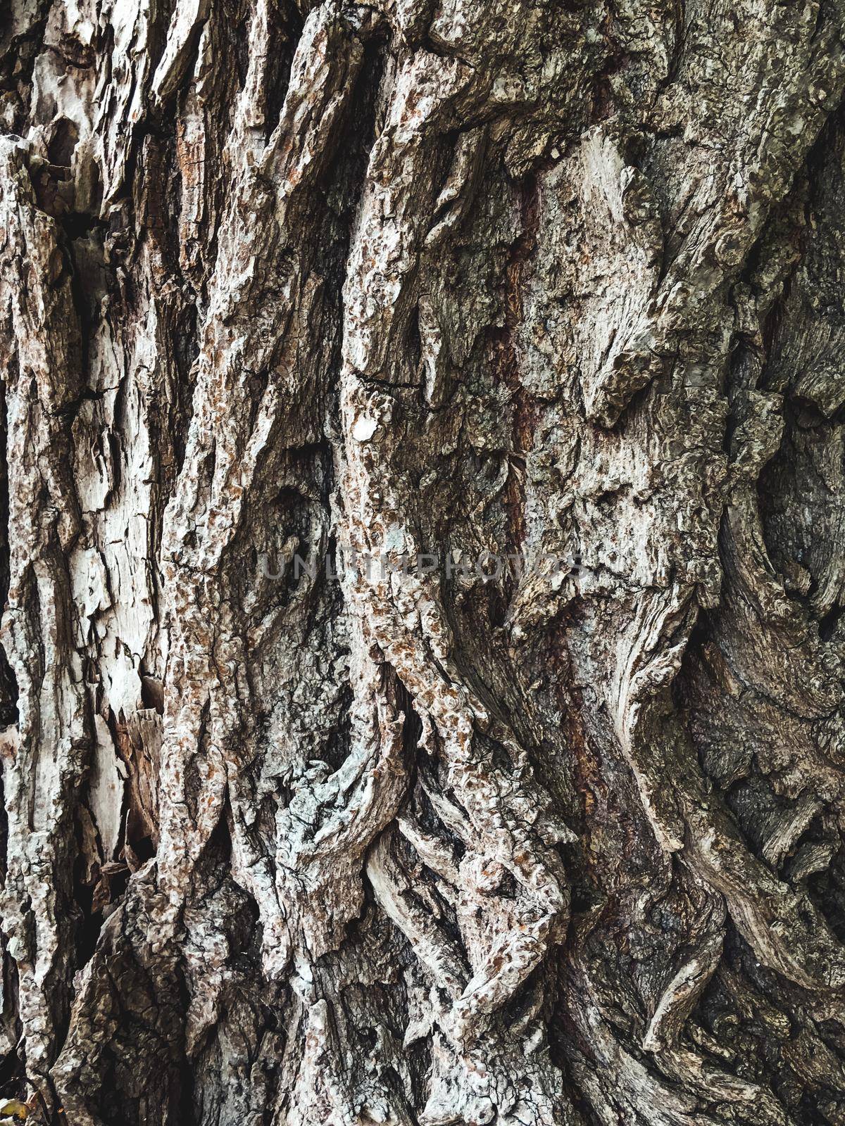 Close up texture of tree bark. Natural background of folds on tree trunk.