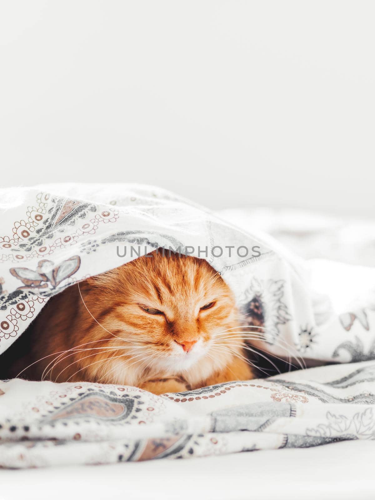 Cute ginger cat lying under blanket in bed. Fluffy pet comfortably settled to sleep. Cozy home background with copy space.