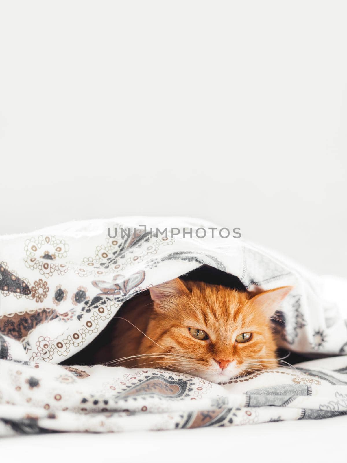 Cute ginger cat lying under blanket in bed. Fluffy pet comfortably settled to sleep. Cozy home background with copy space. by aksenovko