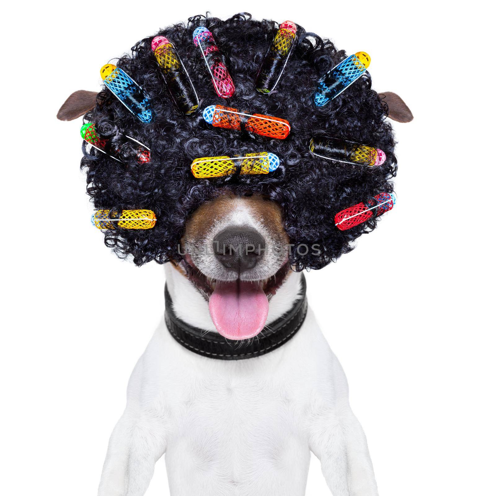 dog with a crazy curly afro look wig and hair curlers