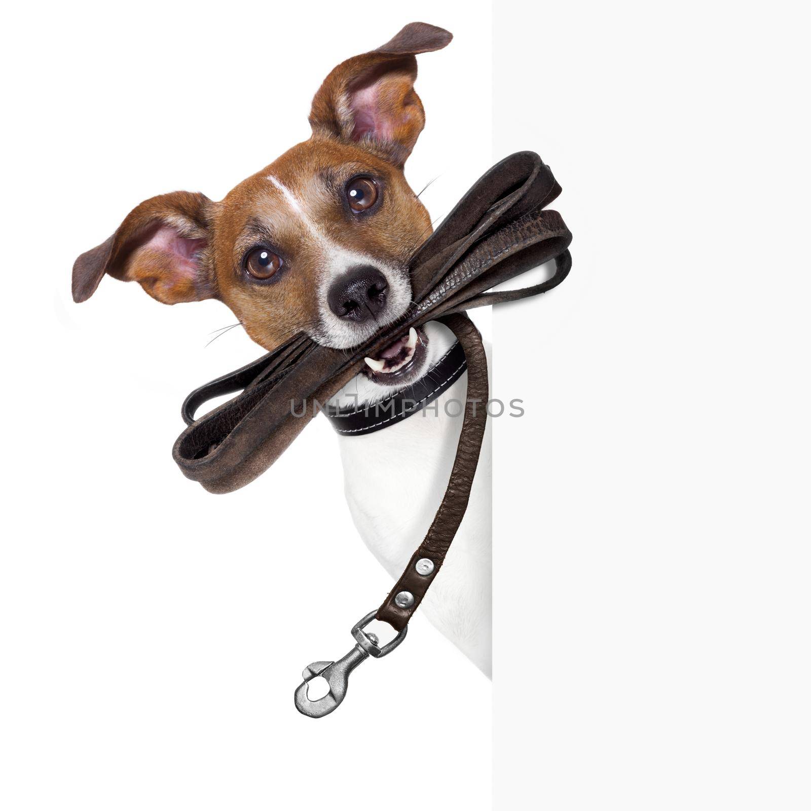 dog with leather leash by Brosch