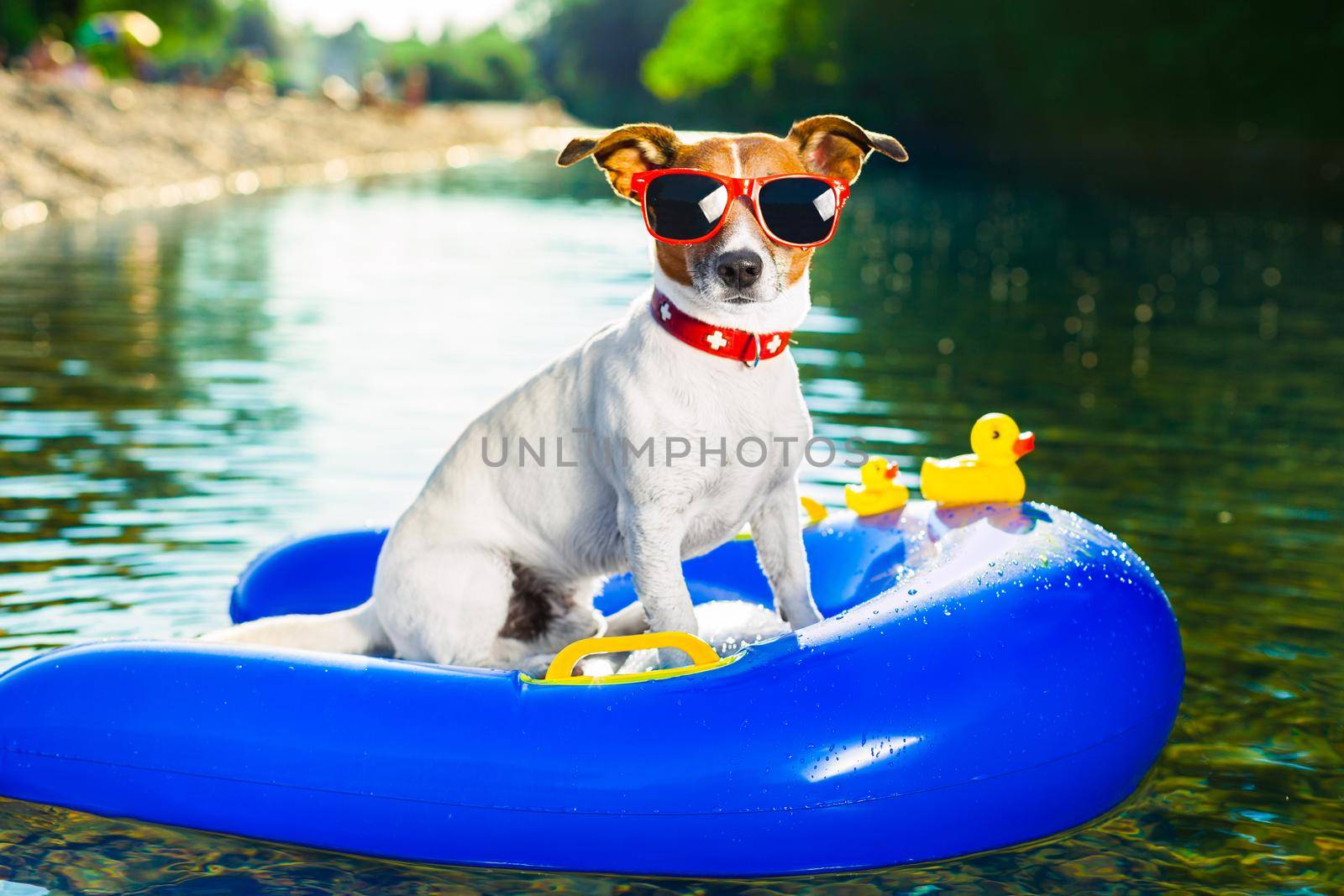 summer beach dog by Brosch