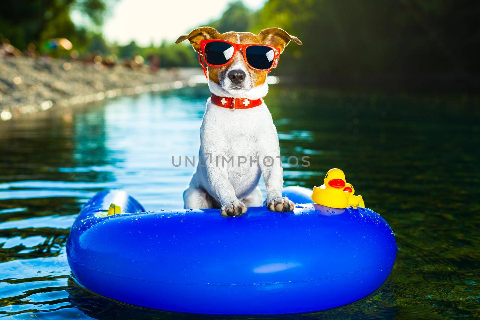 summer beach dog by Brosch