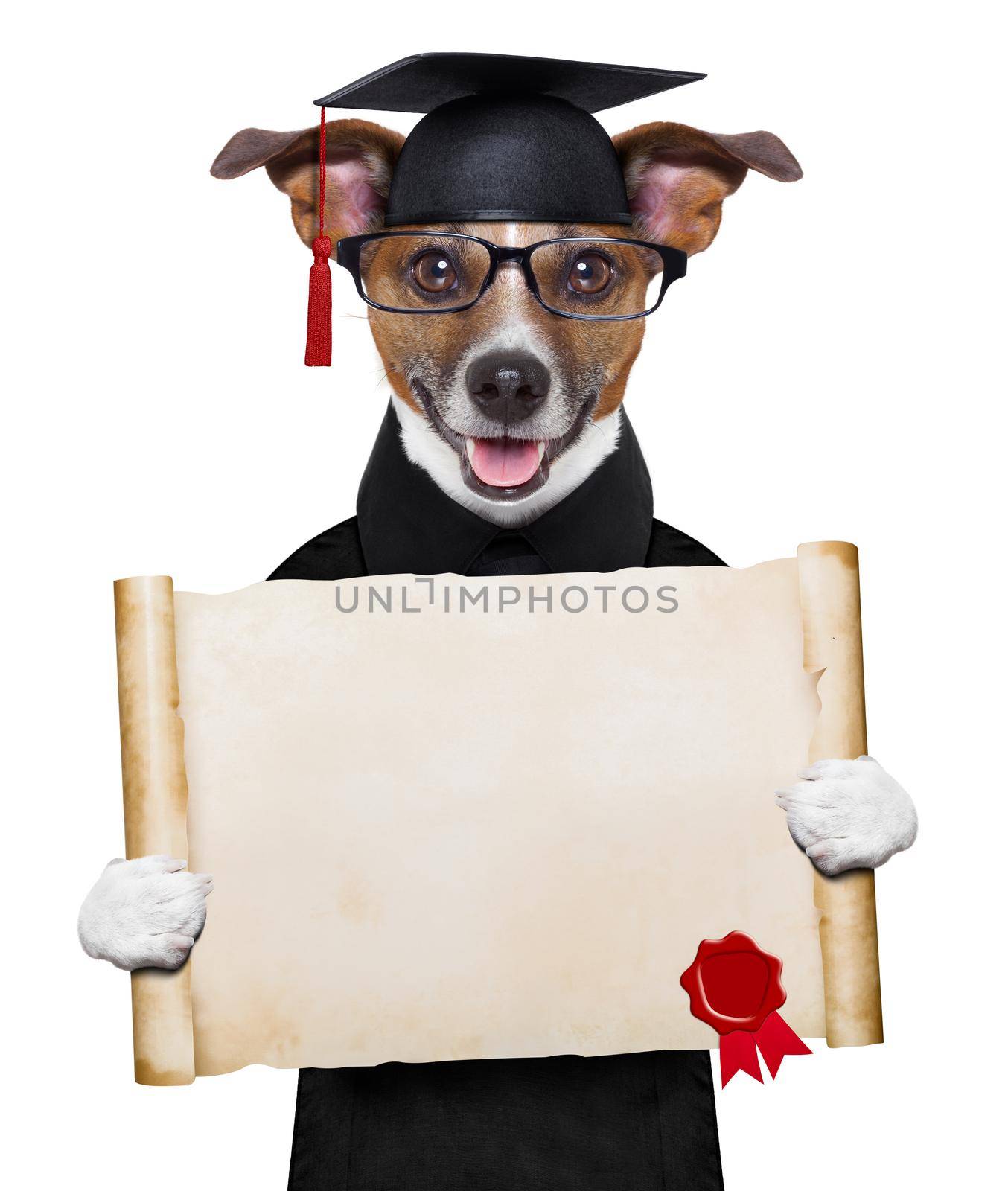 happy graduate dog holding a big diploma
