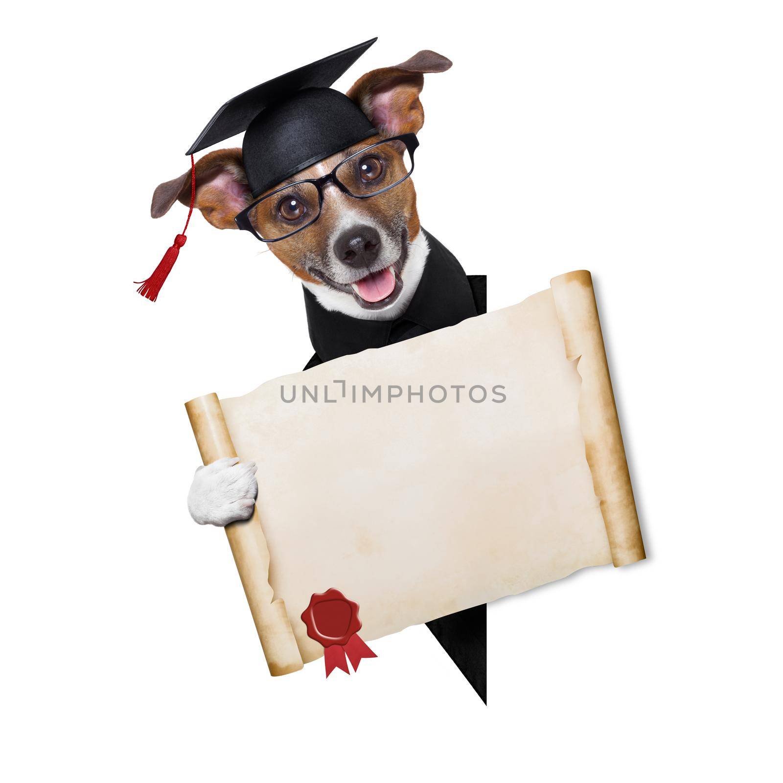 happy graduate dog holding a big diploma beside a banner