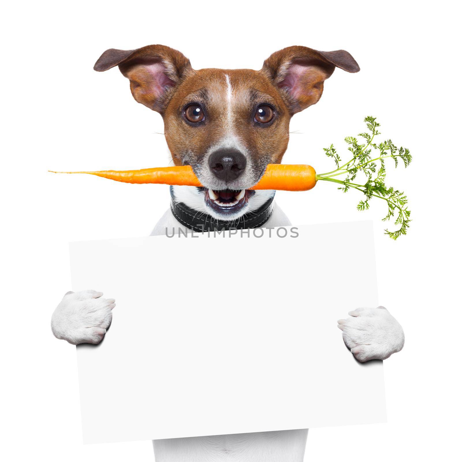 healthy dog with a carrot holding a blank banner