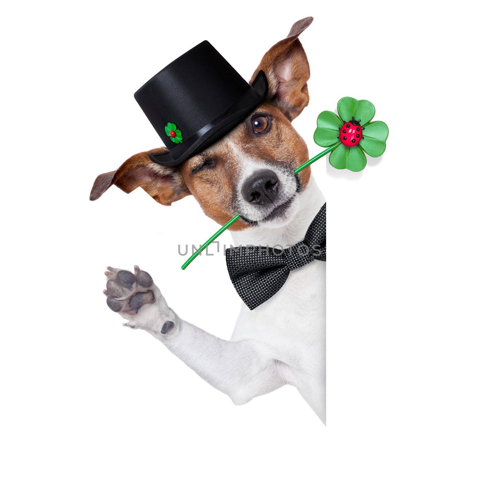 good luck chimney sweeper dog with hat and clover behind a blank banner