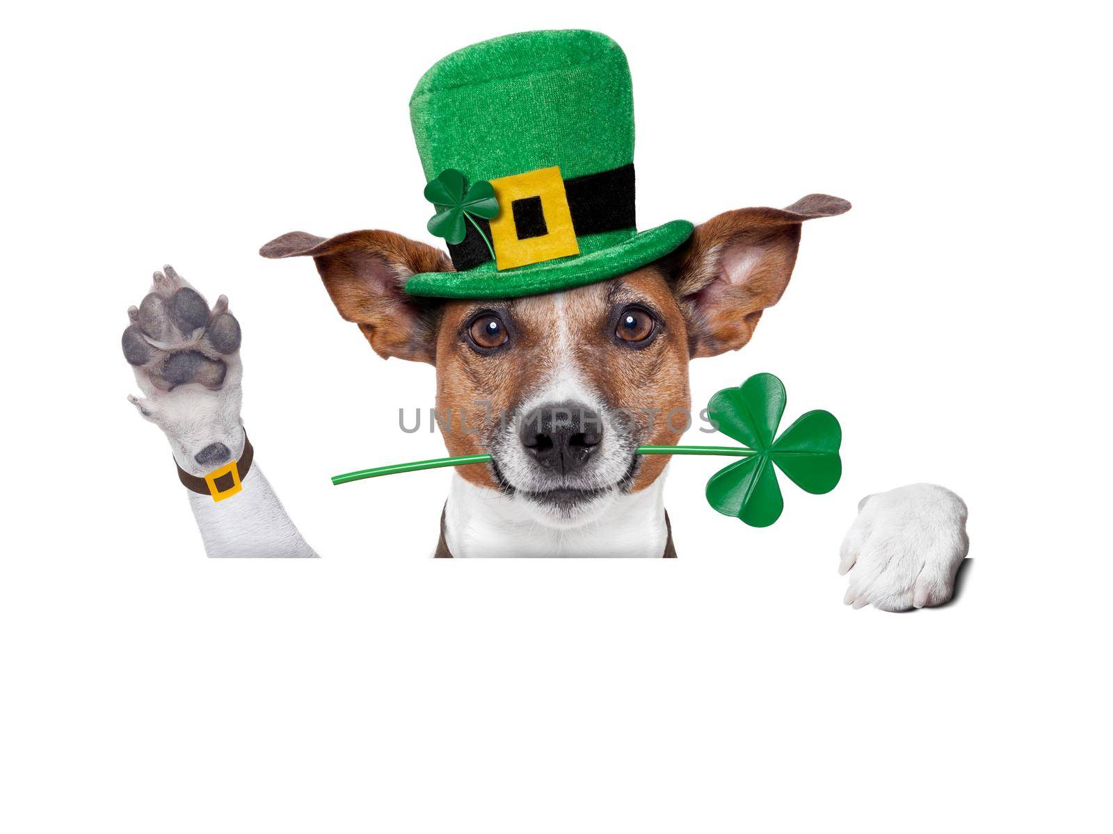 st. patrick's day dog with a clover behind a blank banner