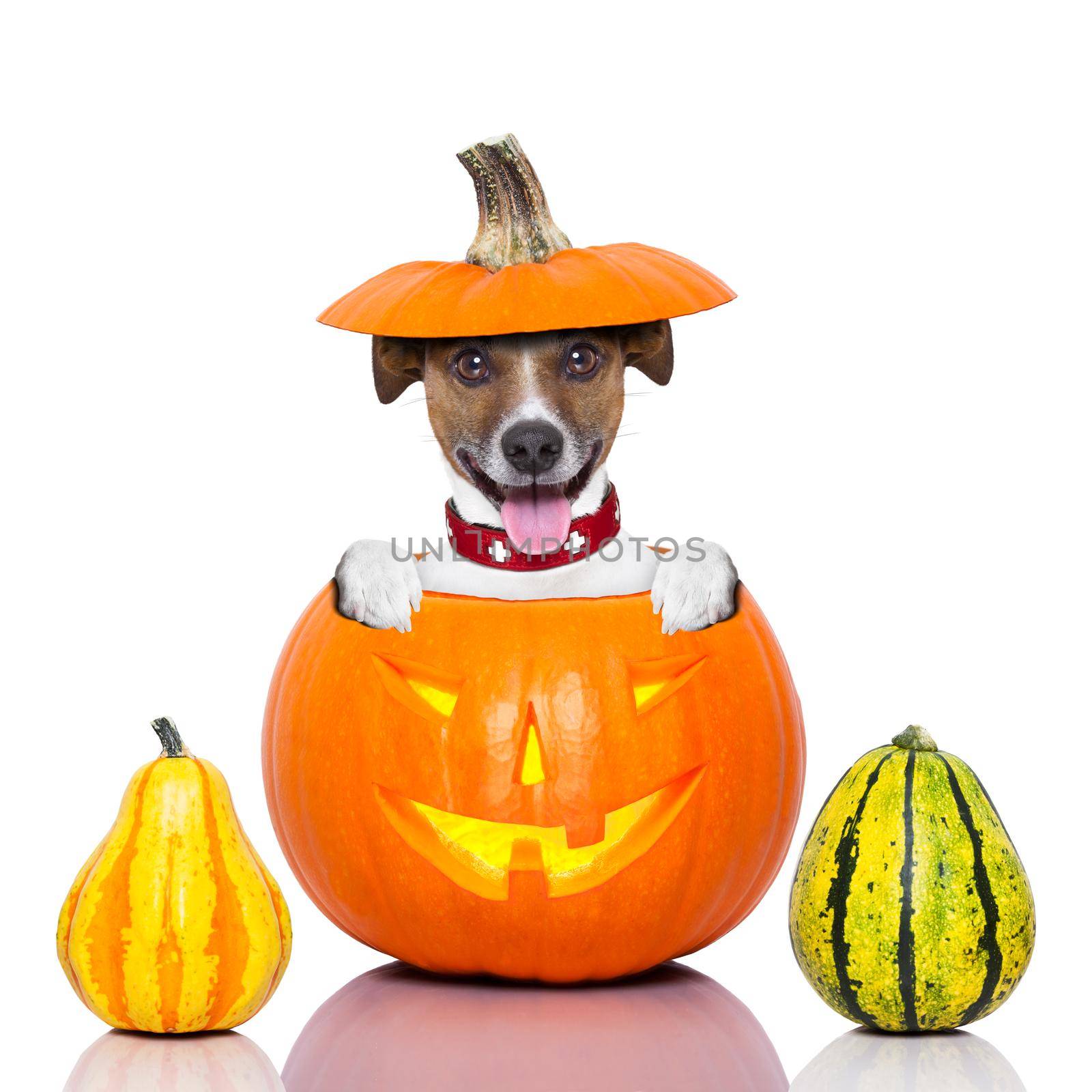 halloween dog inside a pumpkin looking spooky