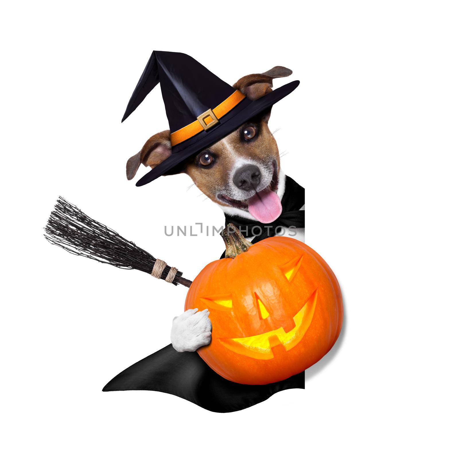 halloween witch dog holding a pumpkin behind a blank banner