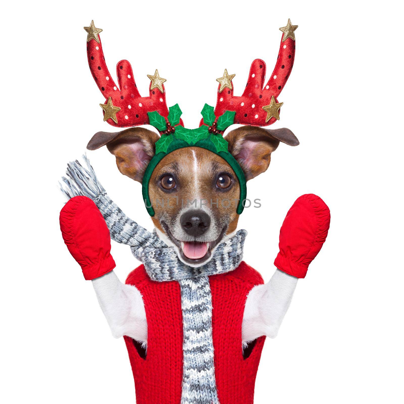 reindeer dog with red gloves and pullover