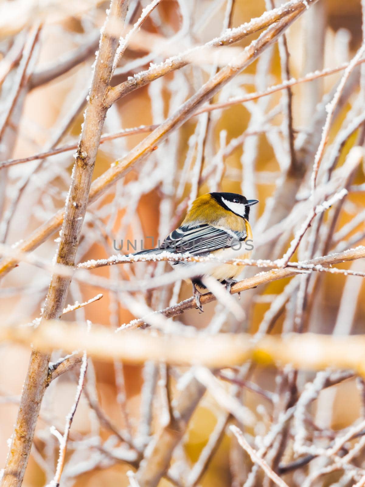 Chickadee Parus sitting on frozen tree branch. Colorful bird in winter forest.