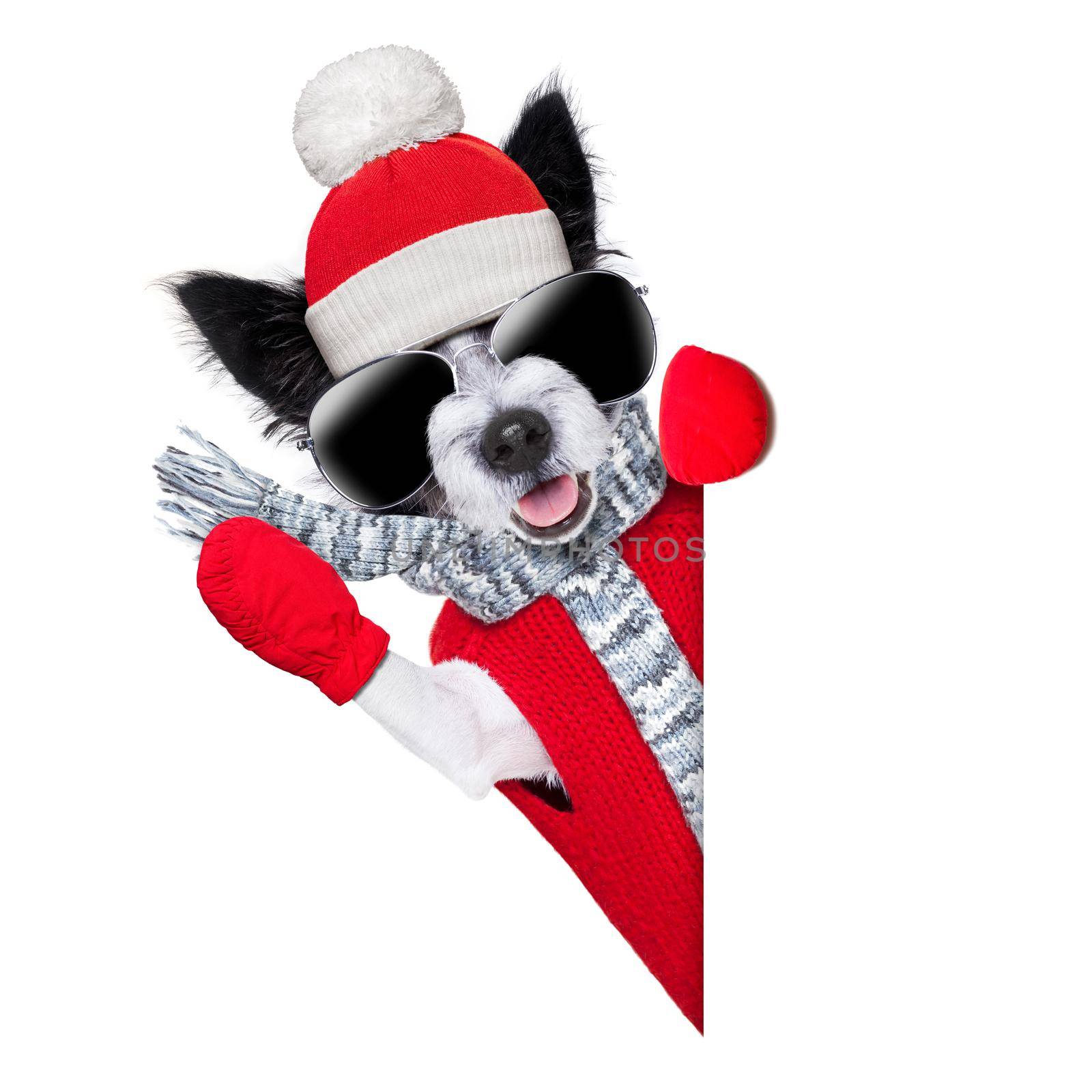 winter christmas dog with red gloves and pullover behind blank banner
