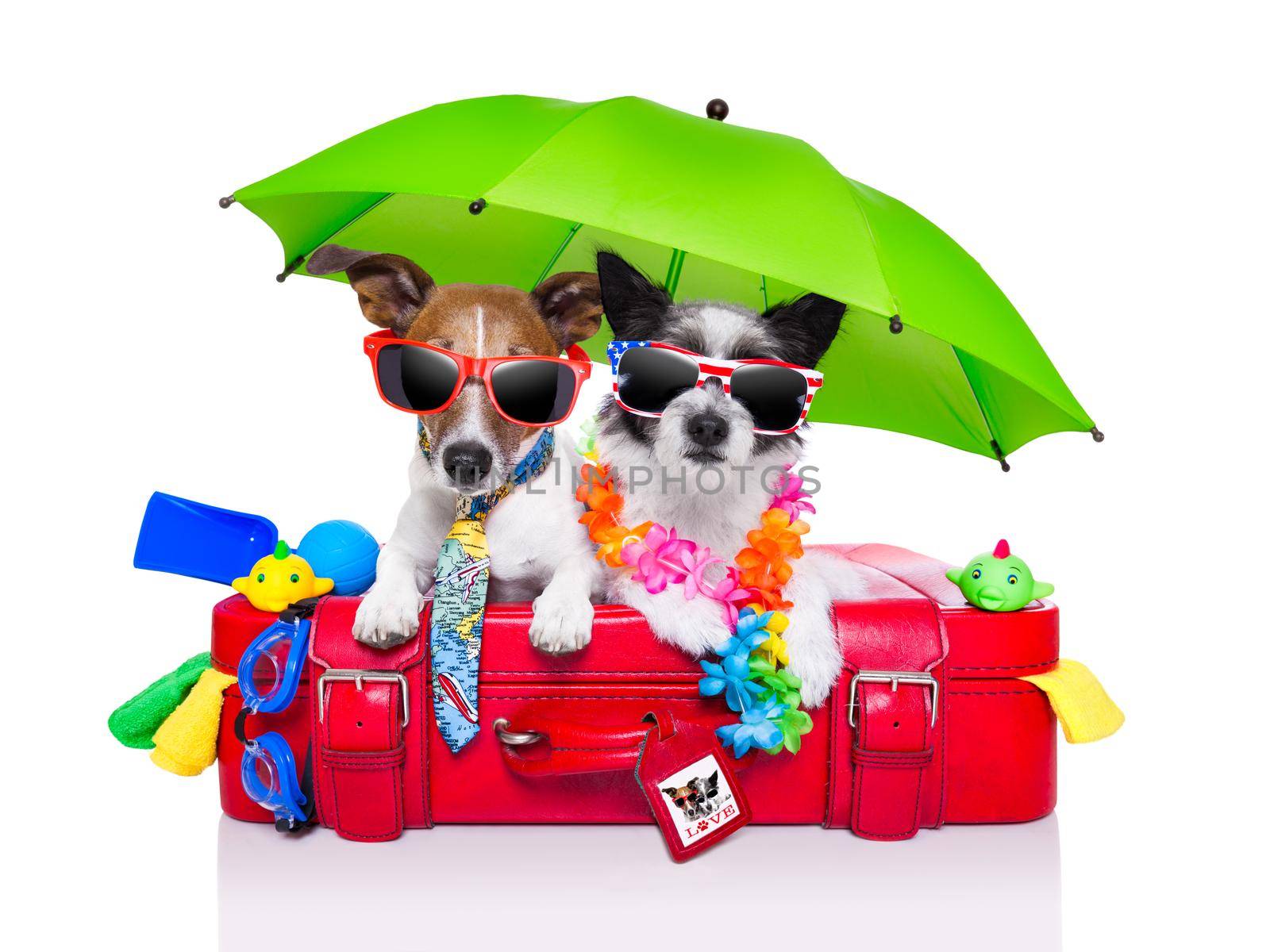 holiday dogs on a red bag dressed as tourists