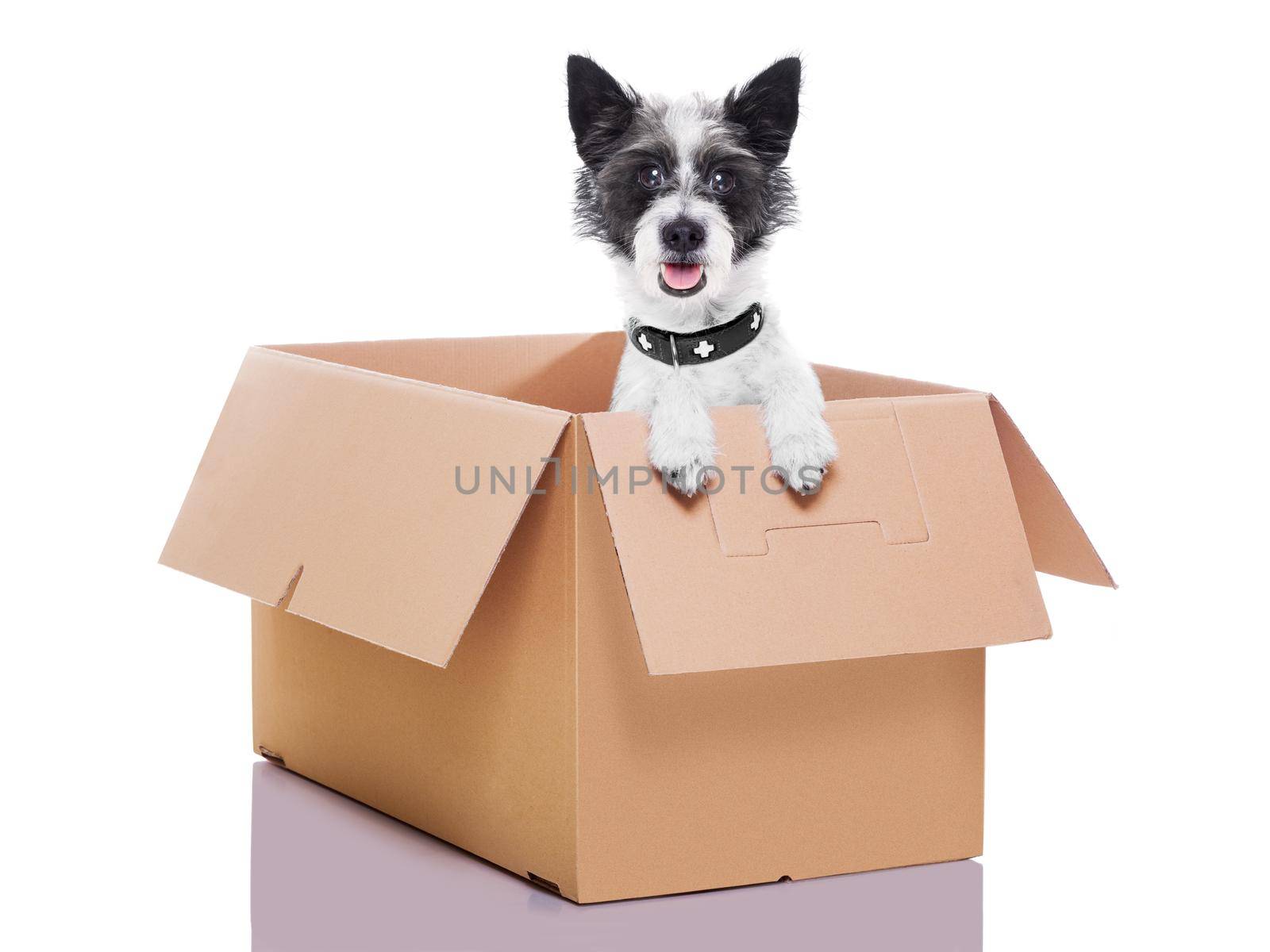 mail dog in a very  big moving box