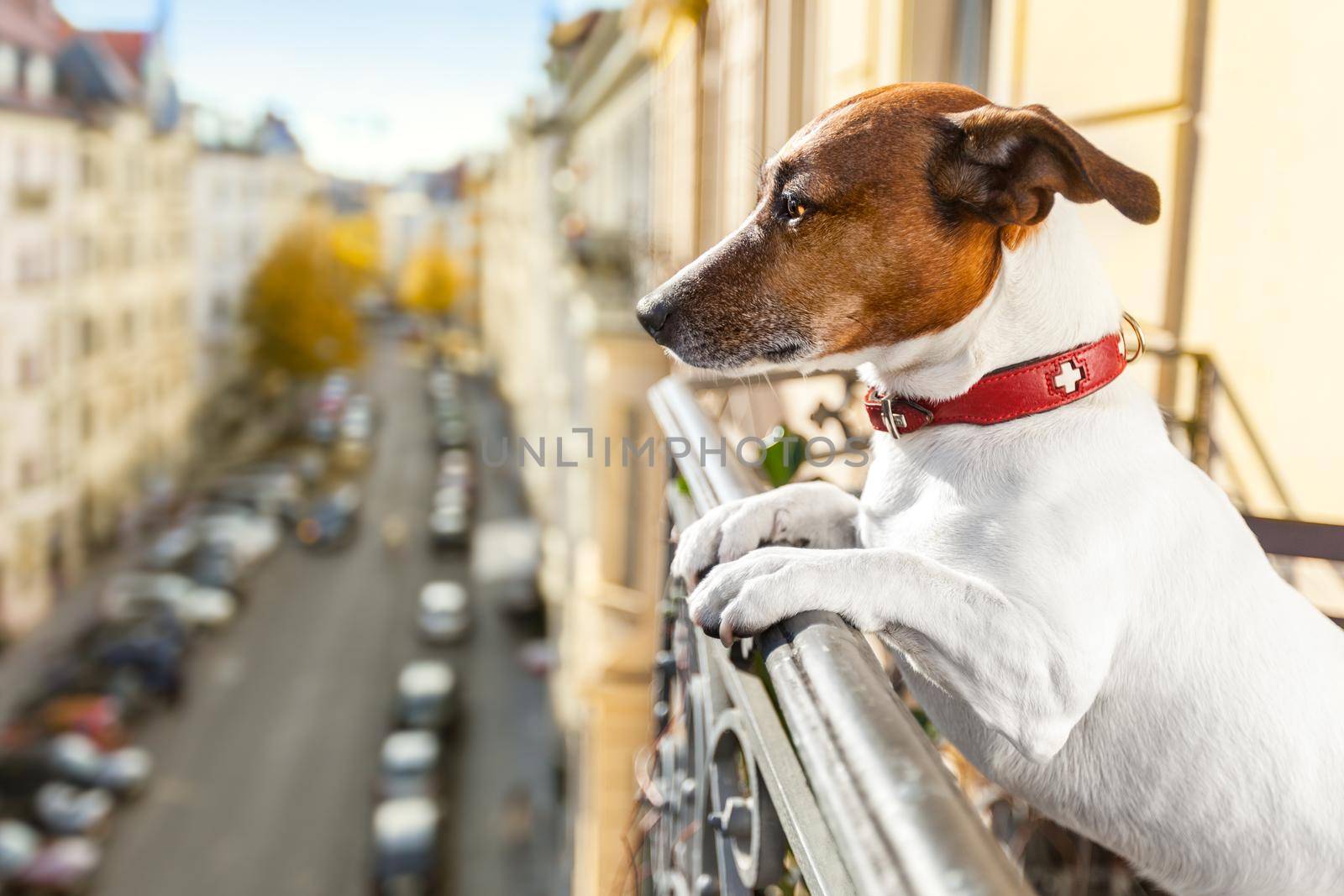 nosy watching dog by Brosch