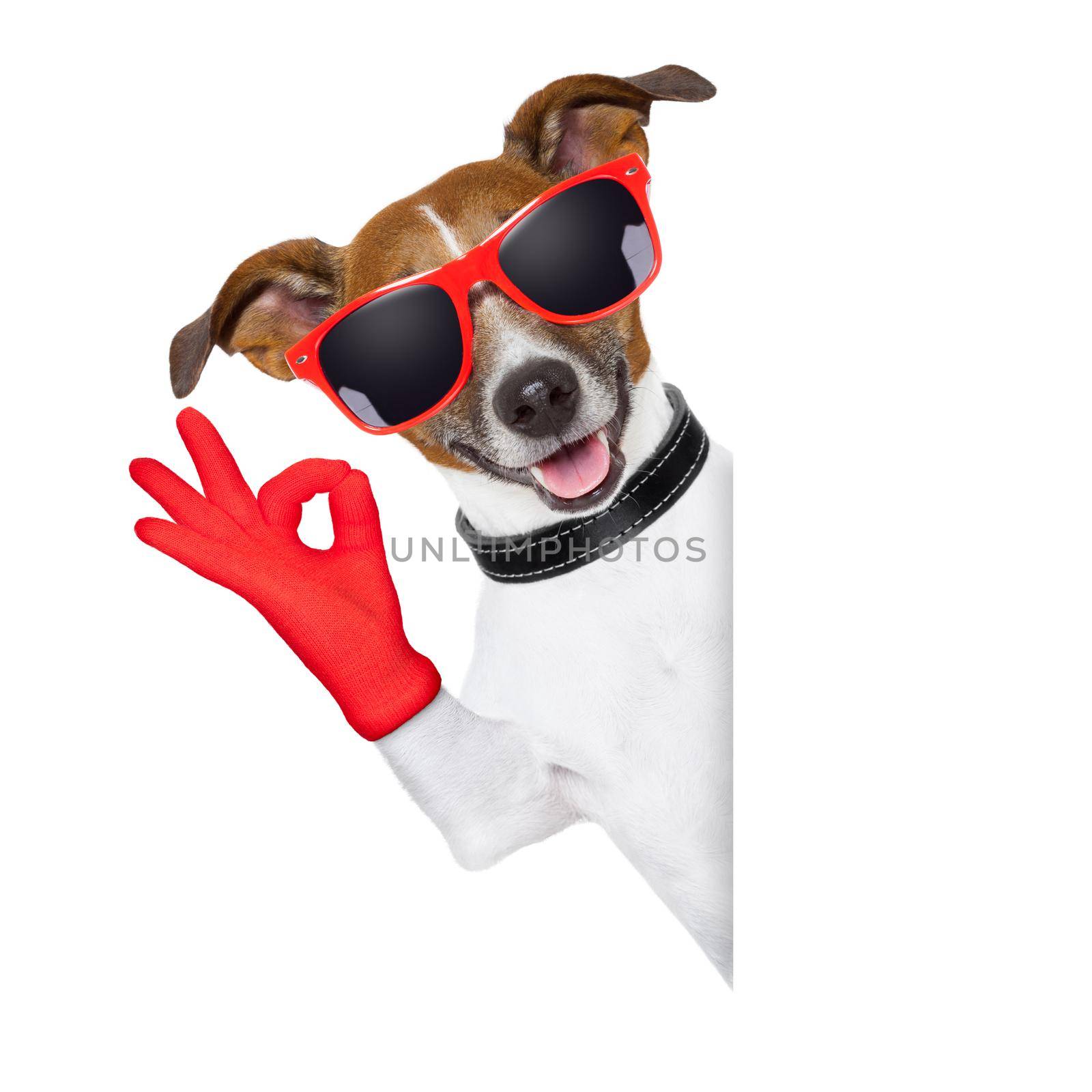 ok fingers dog with red gloves and glasses behind banner
