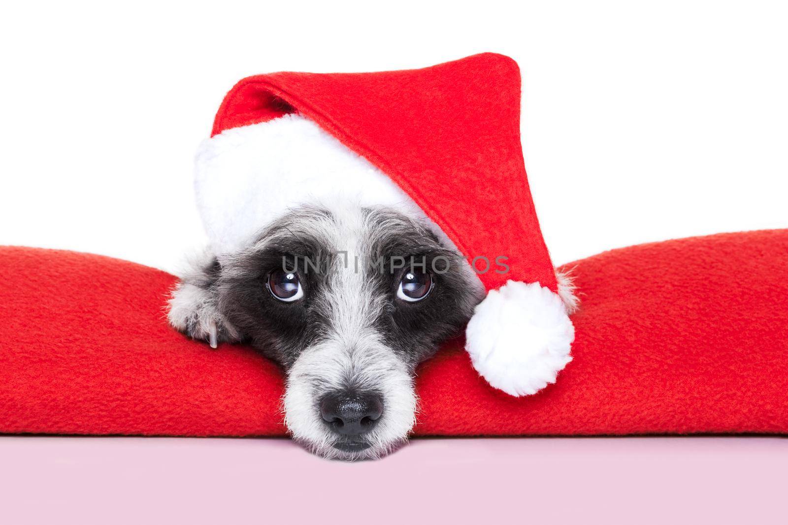christmas dog on a red blanket with santa hat