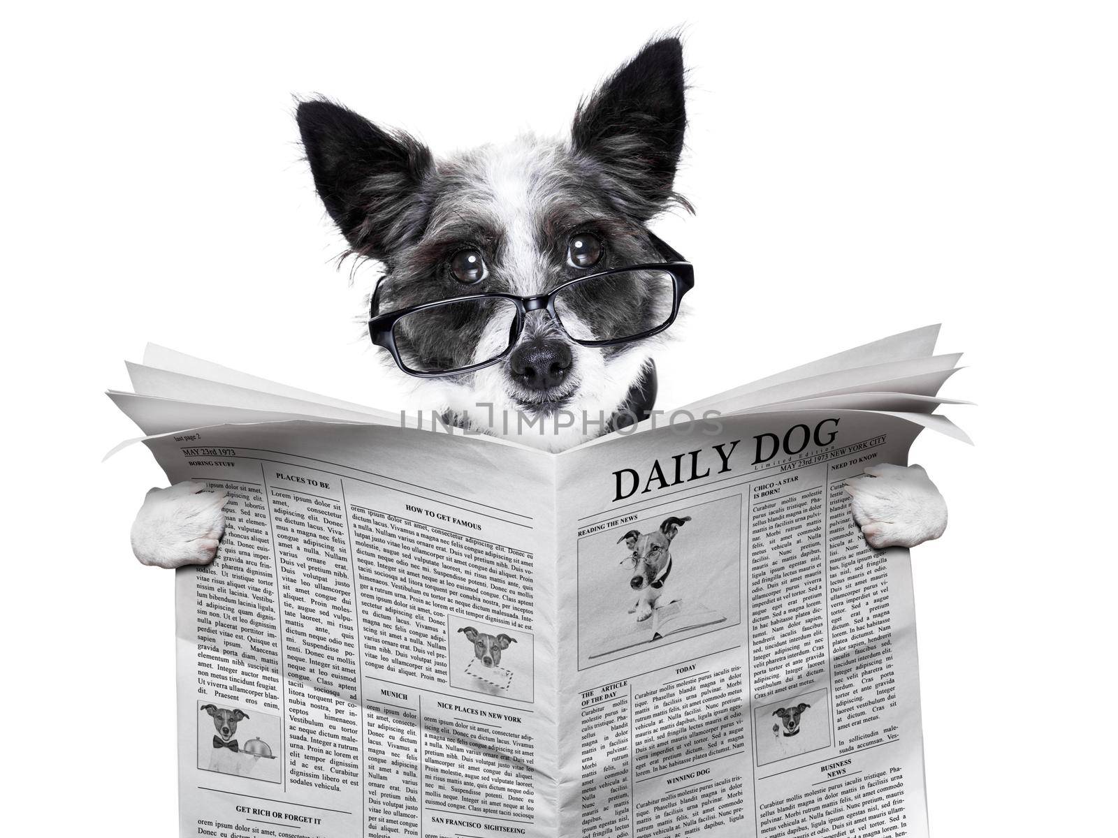 dog newspaper by Brosch