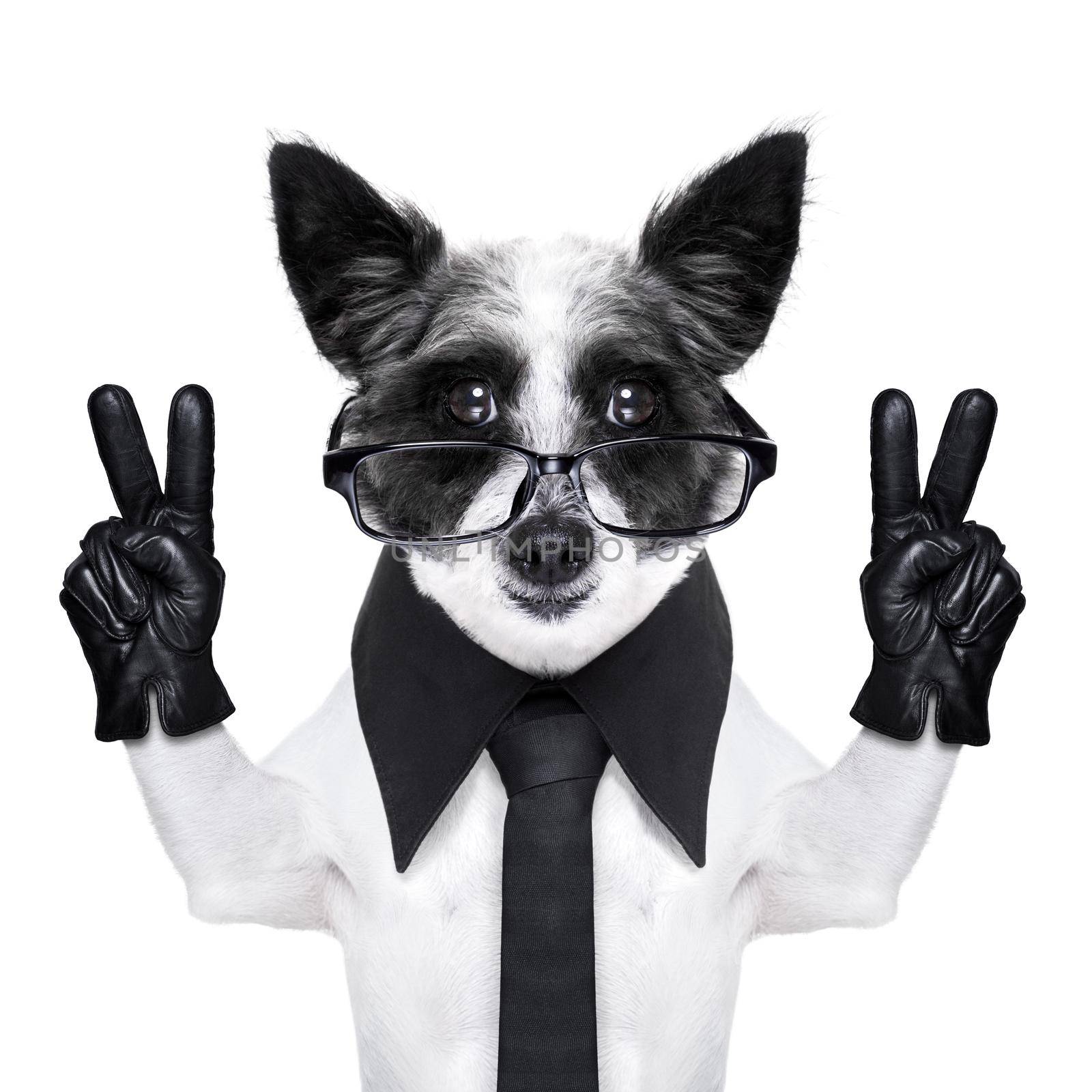 peace  fingers dog with black gloves and glasses
