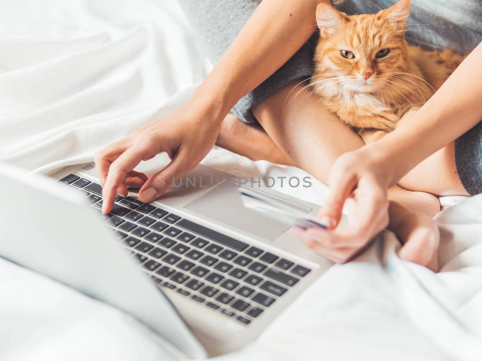 Cute ginger cat and woman in bed with laptop. Woman is making online order and paying with credit cards. Online shopping. Morning bedtime with fluffy pet.