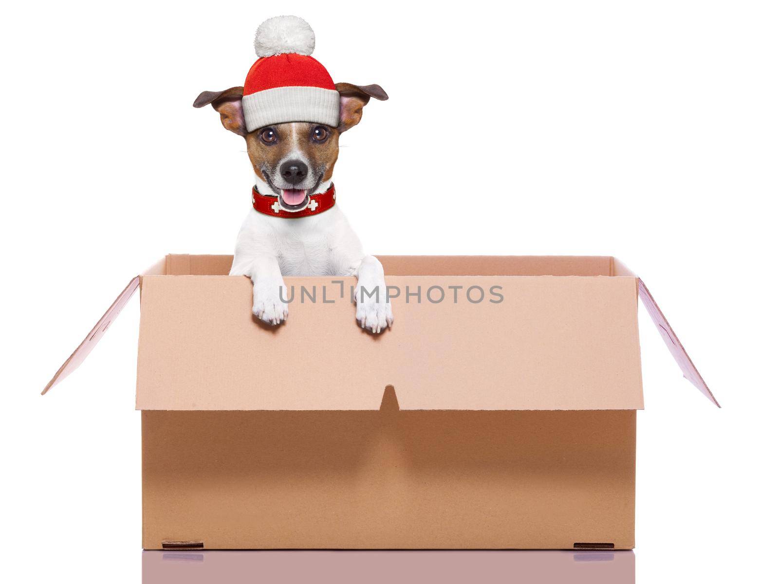 winter christmas mail dog in a very  big moving box