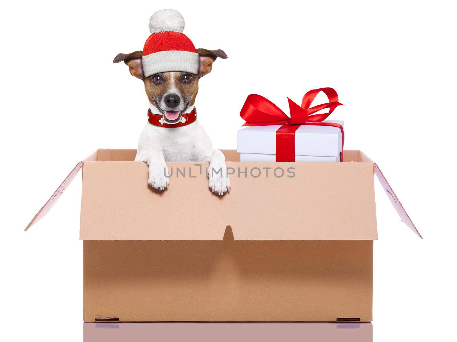 winter christmas mail dog in a very  big moving box  with a big present