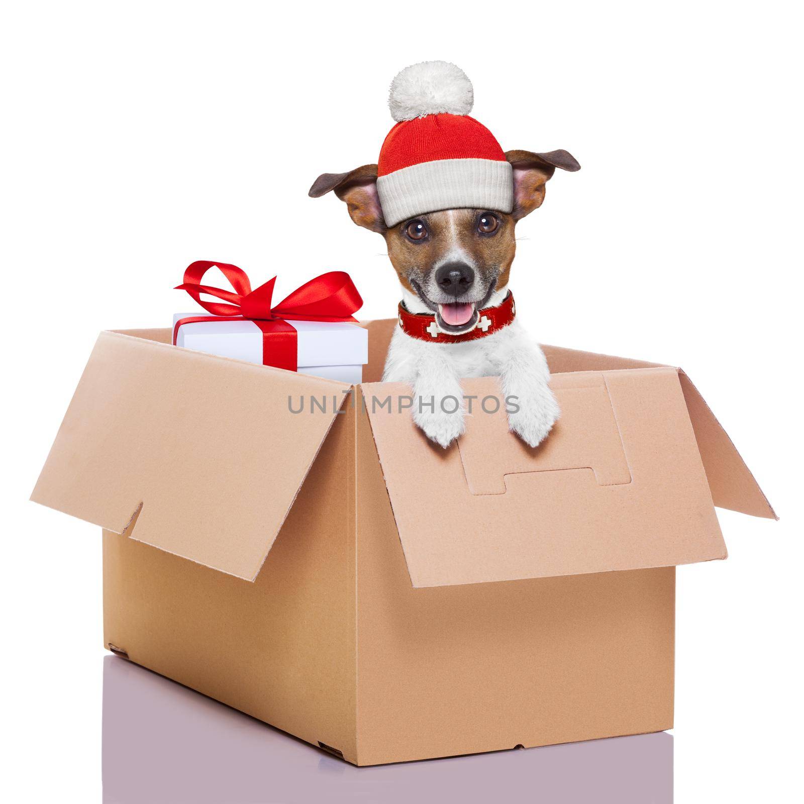 winter christmas mail dog in a very  big moving box with a big present