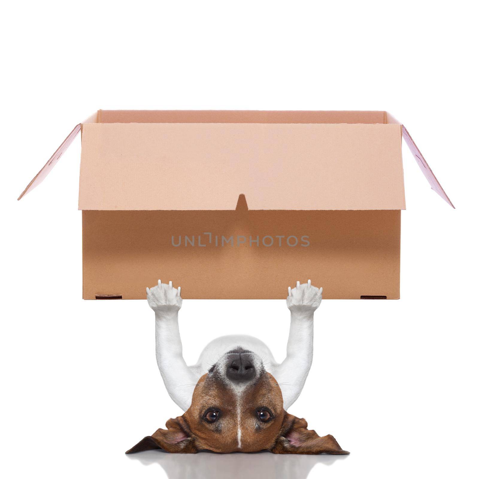 dog lifting a very big moving box