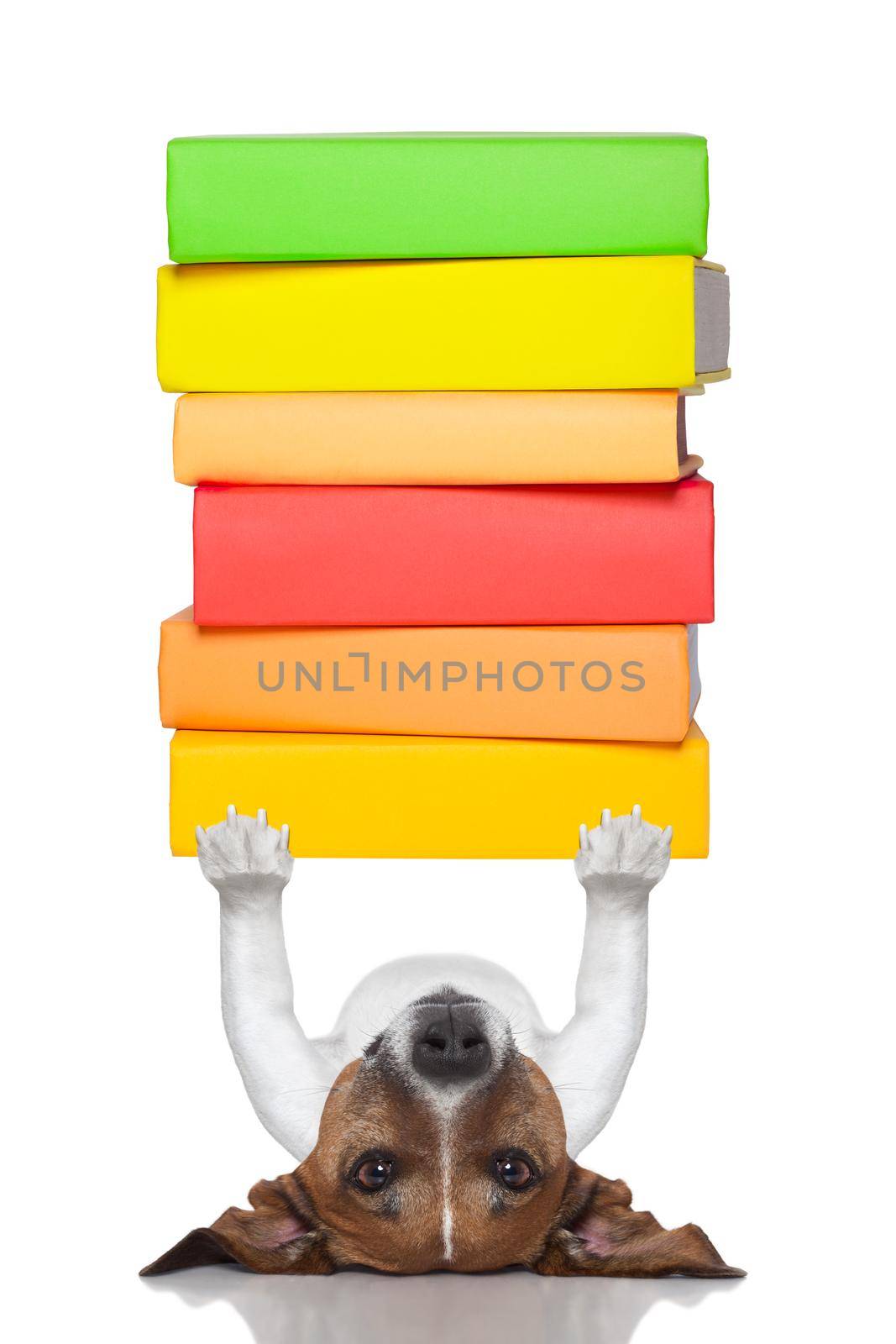 smart dog lifting a stack of books