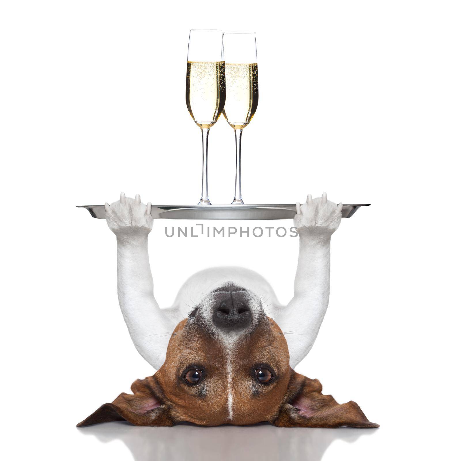 dog lifting a service tray with two glasses of  champagne