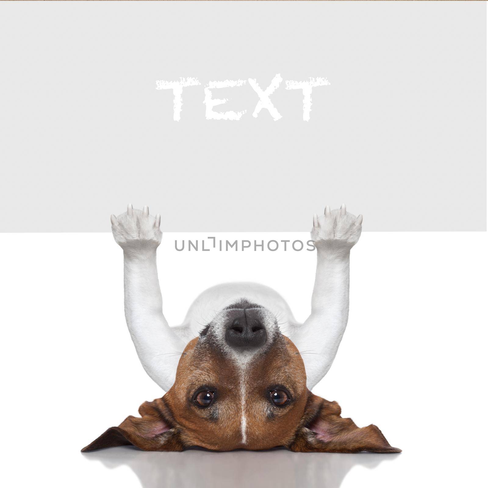 dog under a white and blank banner holding it