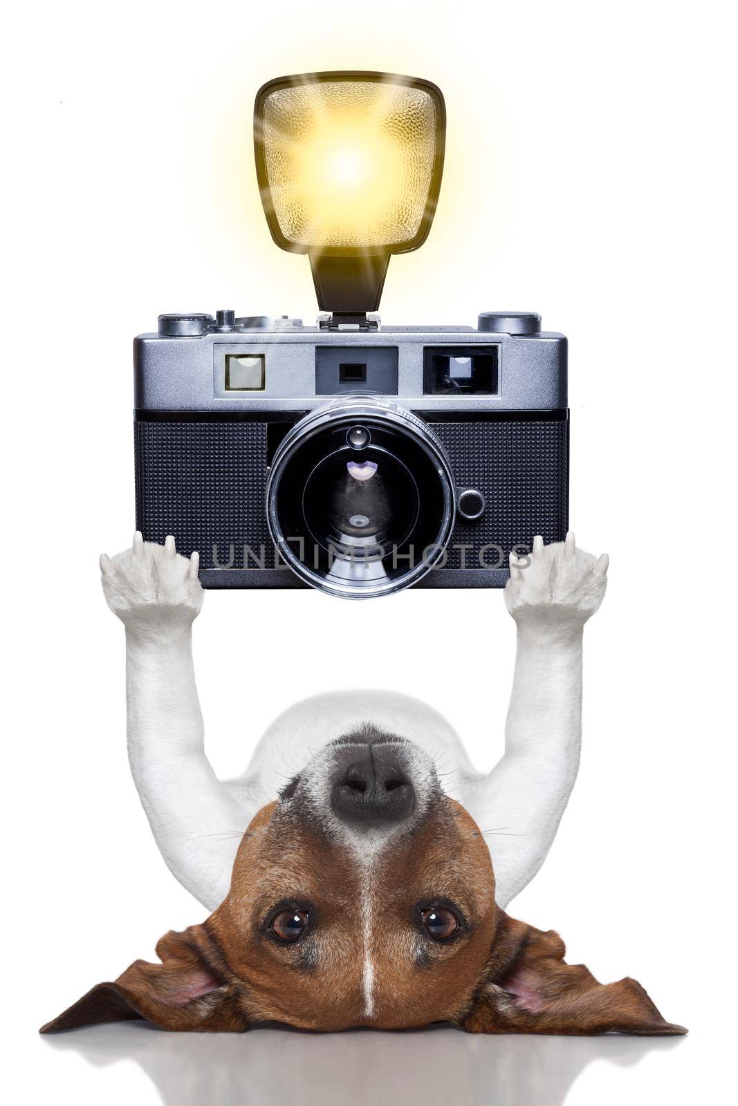 photographer dog taking a picture with a camera and flashing