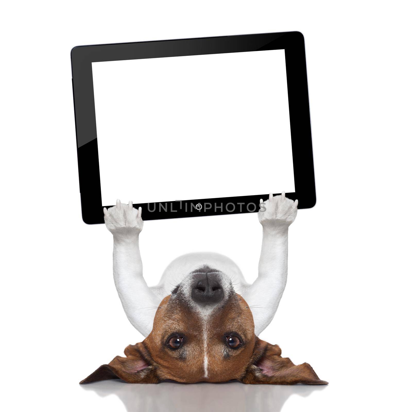 dog holding a tablet pc lying upside down