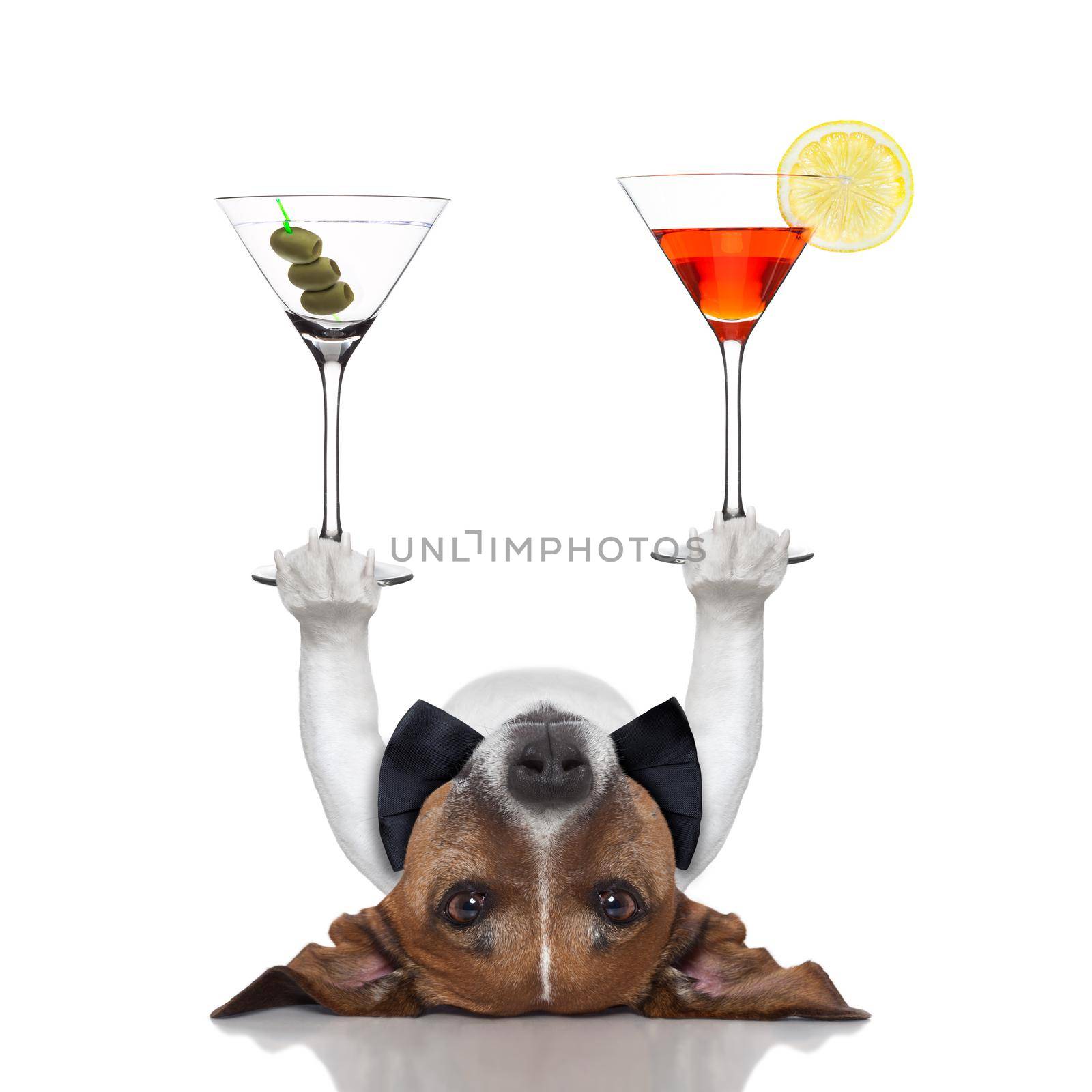 cocktail dog balancing two fancy martinis with paws