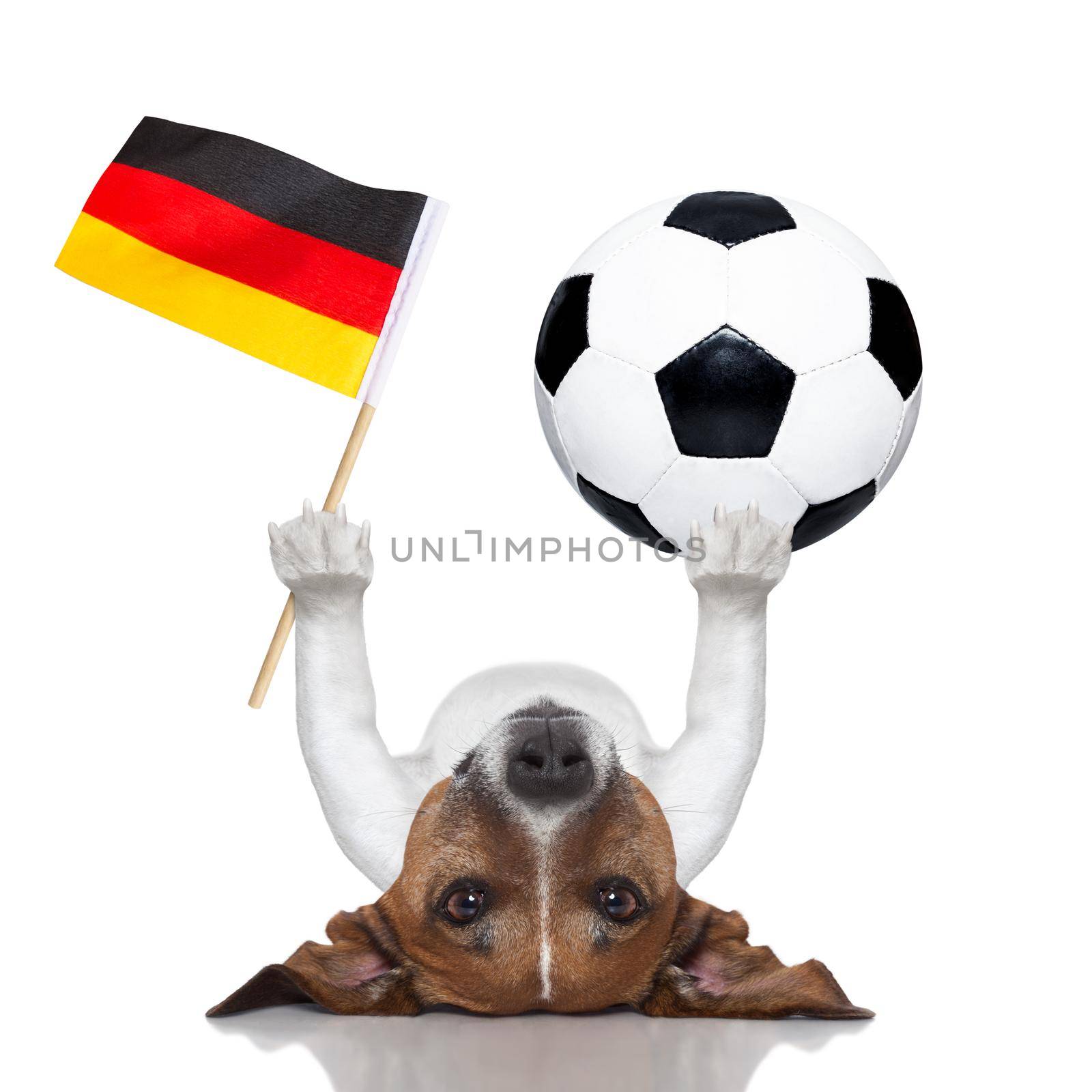 soccer dog balancing a soccer ball and a german flag