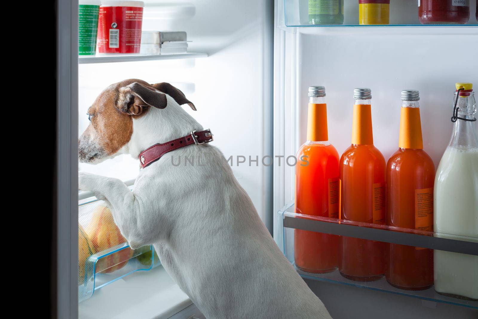 hungry dog looking for food in the refrigerator