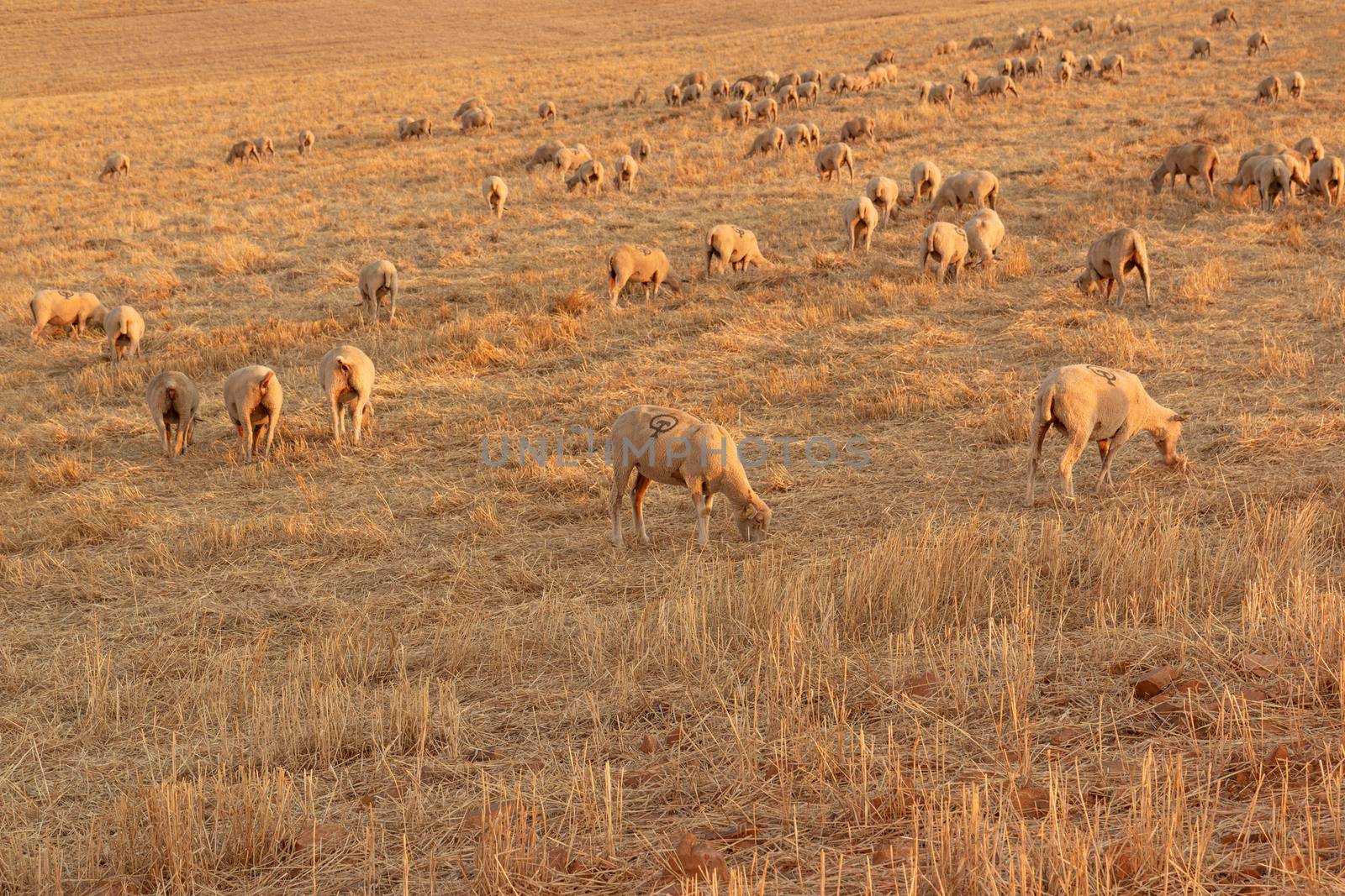 Sheep grazing in a Landscape by loopneo