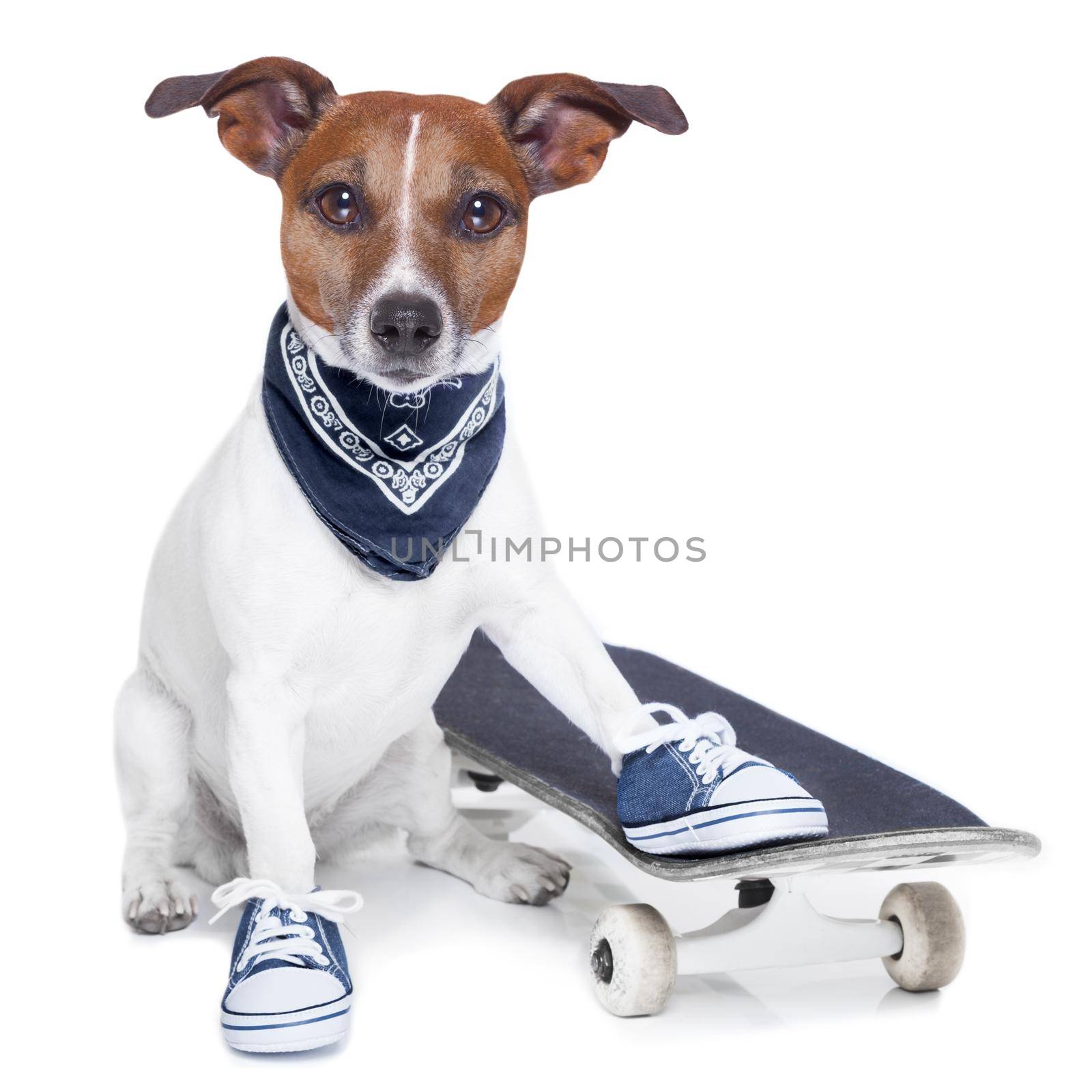 skateboard dog by Brosch